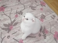 Beyaz Scottish Fold Yavru
