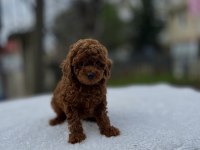 Kore ve toy poodle teacup bebekler
