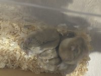 Campbel Hamster
