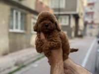 Sağlık ve ırk garantili toy poodle köpeği