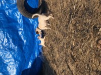 30 günlük Jack russell yavrularımız