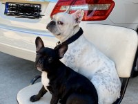 FRENCH BULLDOG KARNELİ