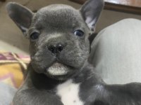 Orjinal blue french bulldog bebekler