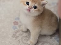 Safkan mükemmel golden british shorthair yavrular