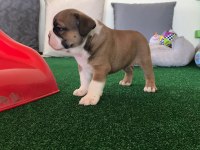 Petmode Köpek Çiftliğinden englis bulldog