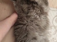 British longhair kedisi