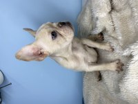 Renkli gözlü erkek french bulldog bebek yeni yuvasını arıyor