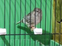 GLOSTER KANARYALAR