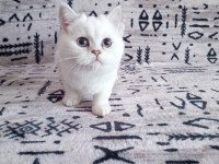 Şampiyon atalardan scottish fold yavrular