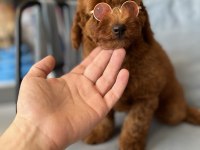 Red brown dişi poodle yavrumuz