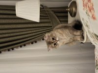 Golden British Longhair
