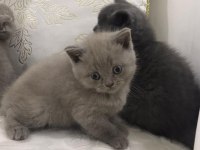 SAFKAN LİLAC AÇIK GRİ DİŞİ SCOTTİSH AİLESİNİ ARIYOR