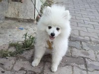 Kar Beyaz Pomeranian Dişi