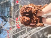 Kore toy poodle bebekler