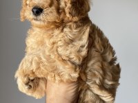 Toy poodle yavrularımız yeni yuvalarını arıyor