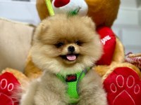 Gülen yüz ayı surat pomeranian
