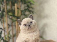 Ayı Surat Brıtısh Shorthair Blue Point Yavrular 