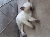Tatlı siyam kedisi bebişimiz