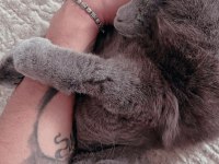 GÜZELLER GÜZELİ BRİTİSH SHORTHAİR KUSURSUZ YAVRUMUZ