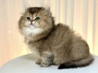 British Longhair Golden Yavrumuz