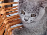 Minnoş saf ırk British shorthair