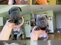 Merle ve Blue Irk Garantili French Bulldog Yavrular