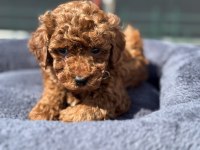 Ankaranın  en iddialı kore toy poodle yavruları