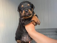 Rottweiler yavruları