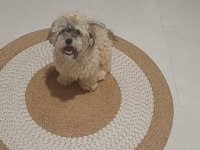 Shih Poo Yavrumuz