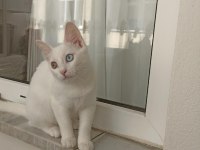 Van kedisi acil sahiplendirme