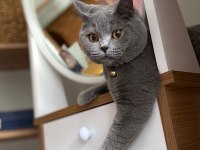 British shorthair 1,5 yaşında kedimiz