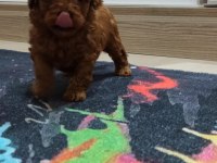Ev Doğumu Şecereli Toy Poodle Yavrular
