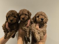 Saf Kan Kore Poodle