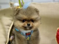 Mini teacup erkek pomeranian boo