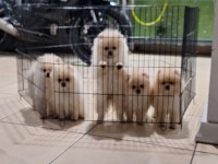 Pomeranian boo köpekler