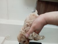 Toy poodle erkek yavrumuz