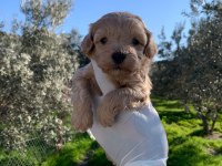 Maltipoo yavrularım