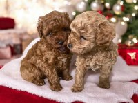 45 GÜNLÜK DİŞİ VE ERKEK POODLE YAVRULARIM