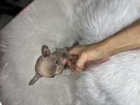 A KALİTE TEACUP VE MİCRO LİLAC ÇİKOLATA CHİHUAHUA YAVRULAR