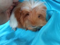 Ginepig yavrular