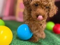 Minik poodle patim