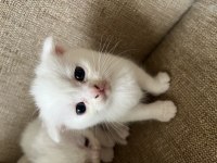 Safkan British Shorthair Yavrusu Yeni Yuvasını Arıyor