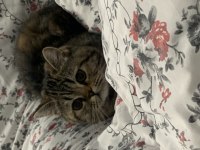 British Longhair Kedimiz Lafo