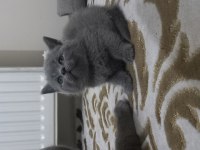 British Shorthair Yavru Kedimiz