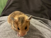 Antalya İçi Acil Hamster Ücretsiz Sahiplendirme