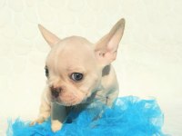 Güzeller güzeli french bulldog yavrularımız