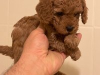 Erkek dişi toy poodle yavrular