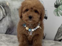 ORJİNAL MALTİPOO