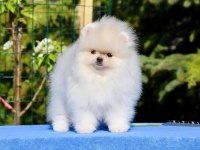 POMERANİAN BOO YAVRULARI