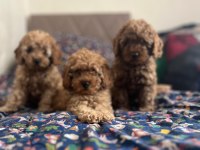 Poodle yavrularımız maşallah alırız